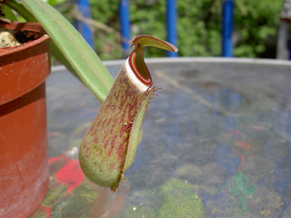 Nepenthes albomarginata 'Penang'